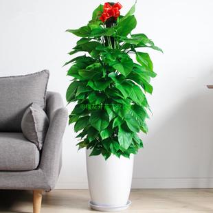 大型绿植展示